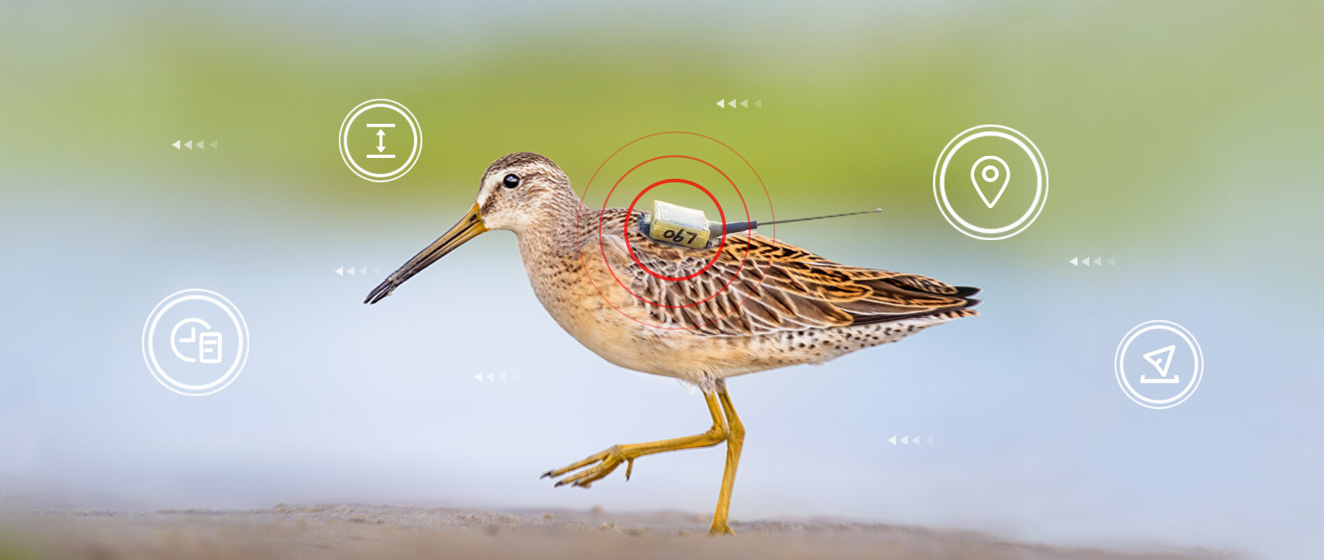 j9国际集团物联网整体解决方案，助力小型鸟类实现全球追踪